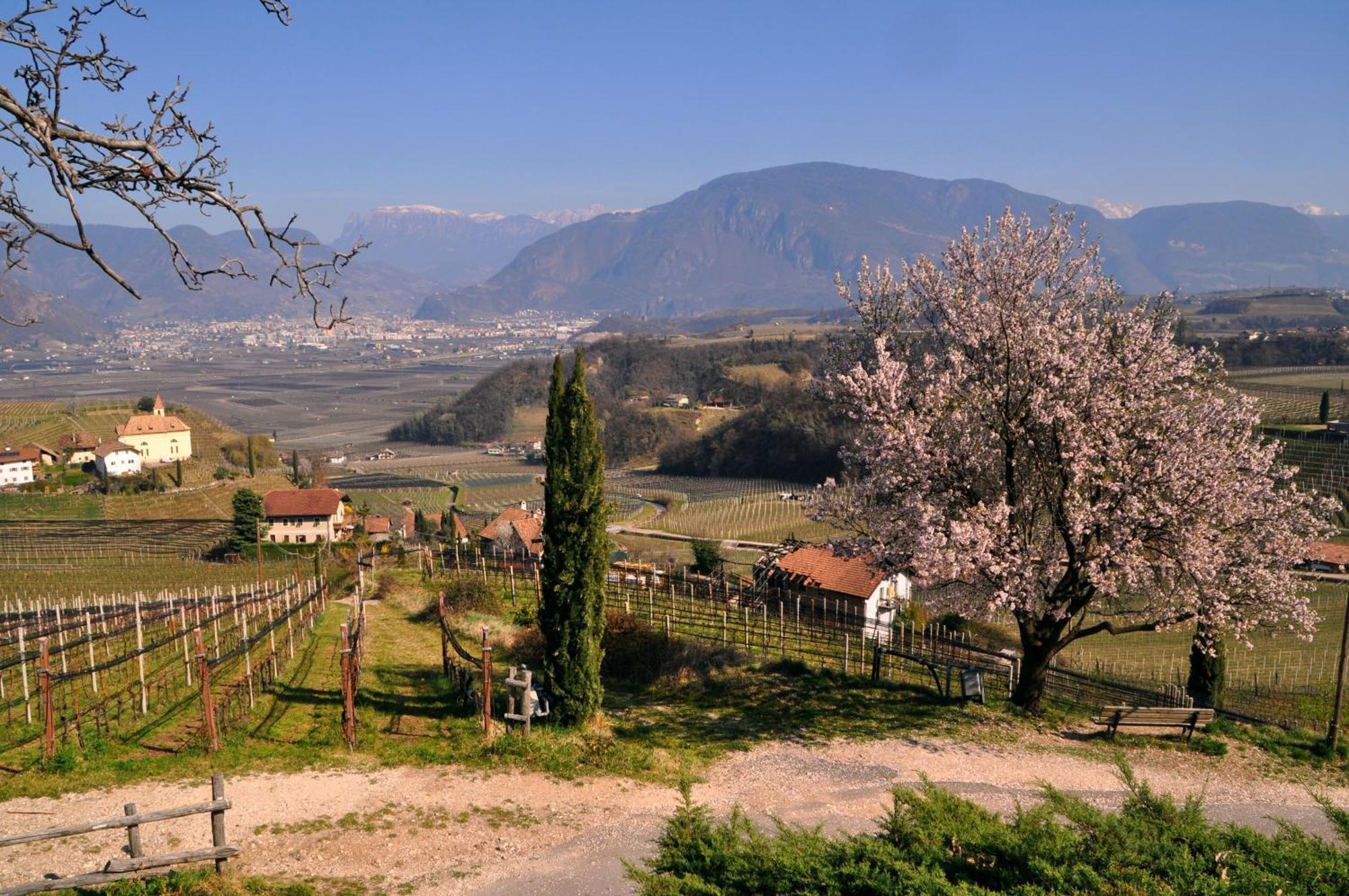 Apartamento Firmelein Appiano Sulla Strada Del Vino Exterior foto